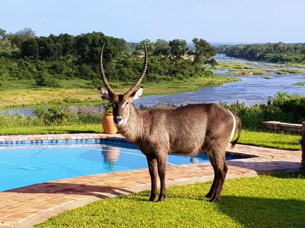 Kruger View Tree House photo 3