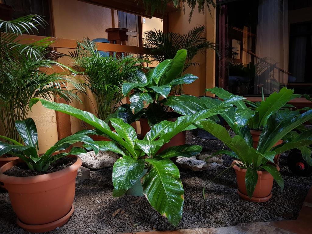 Greemount Hotel photo 3