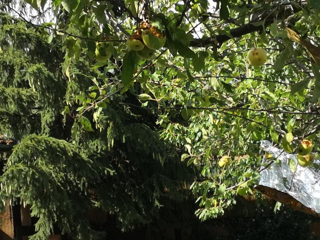 La Mandra photo 3