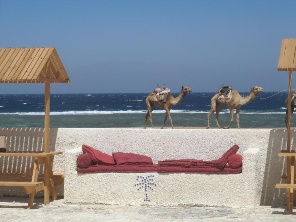 Daniela Diving Resort Dahab photo 4