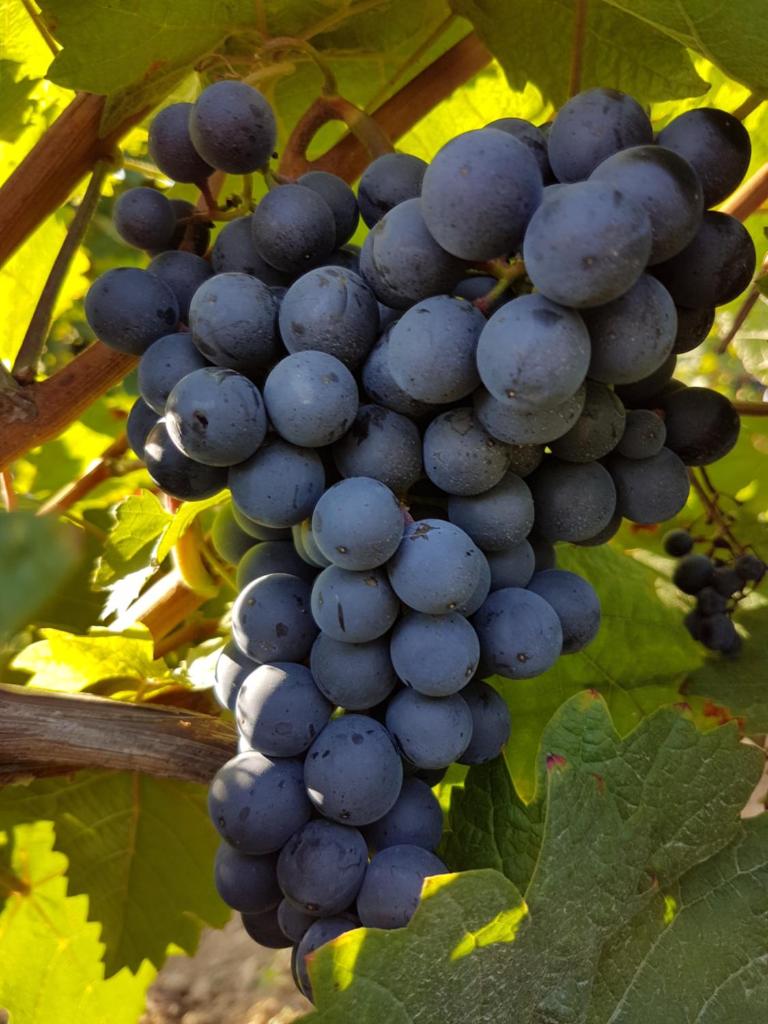 Weingut & Gästehaus Nagel photo 1