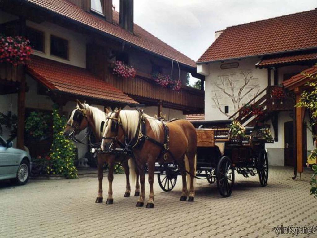 Appartementhaus "Haflinger Hof" photo 1