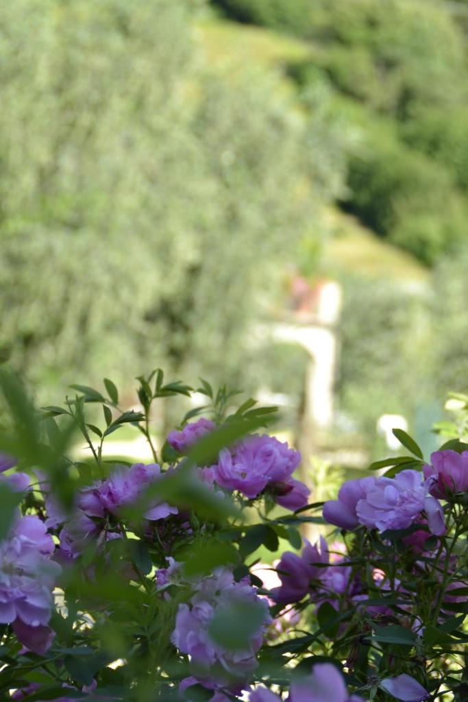 "Villa Giulia Nicole" Apartaments- Country House photo 3
