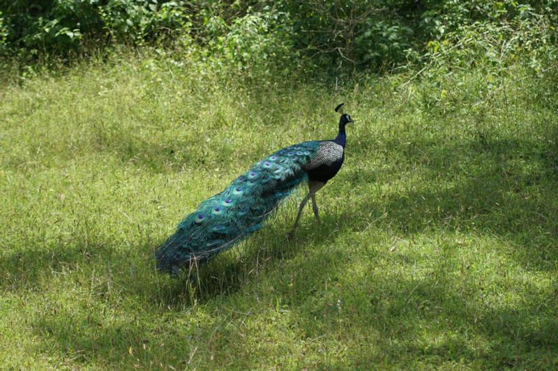 Peacock Point photo 2