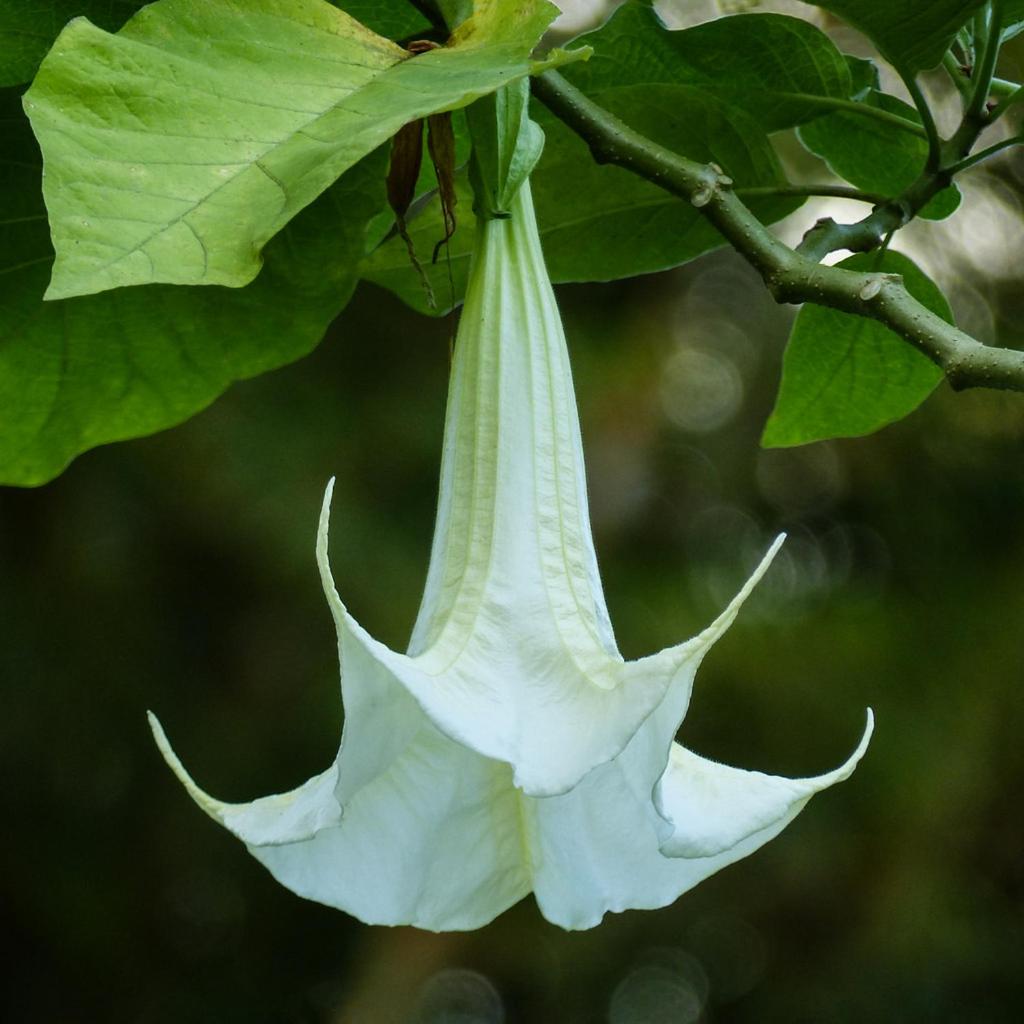 Bungalow La Datura photo 4
