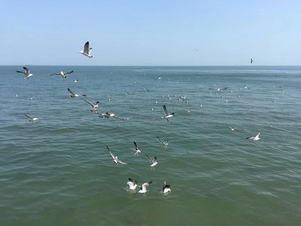 Двухместный (Mainland Chinese Citizen - King Room with Sea View), Yantai Golden Gulf Hotel