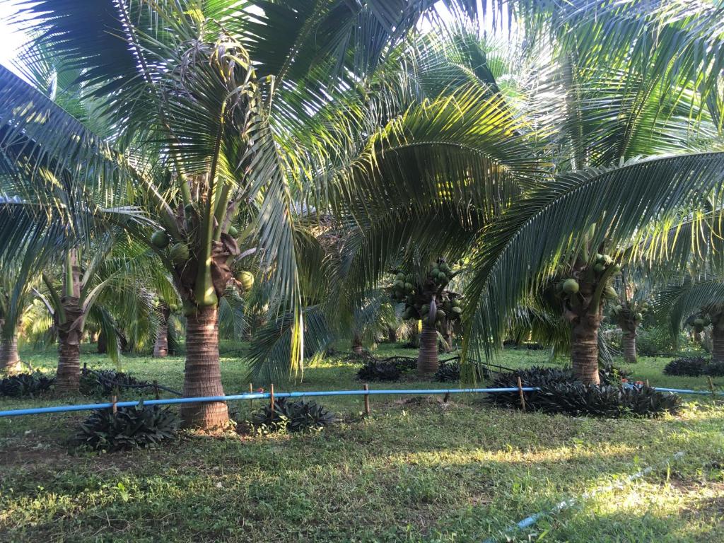 The Coconut Hotel photo 3