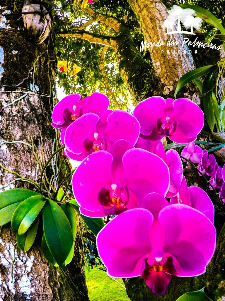 Morada das Palmeiras photo 2