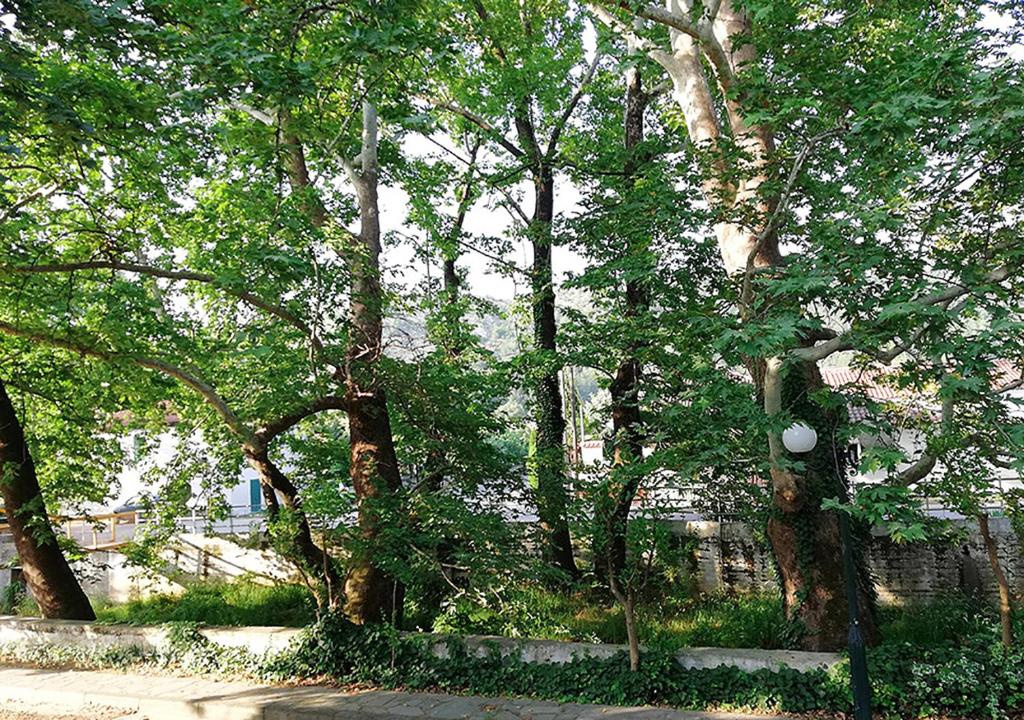 "The plane trees" photo 2