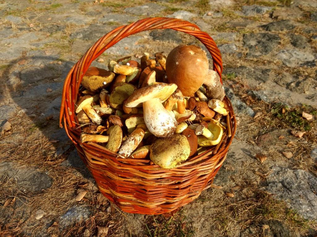 Гостинний двір на хуторі Хрещатик photo 2