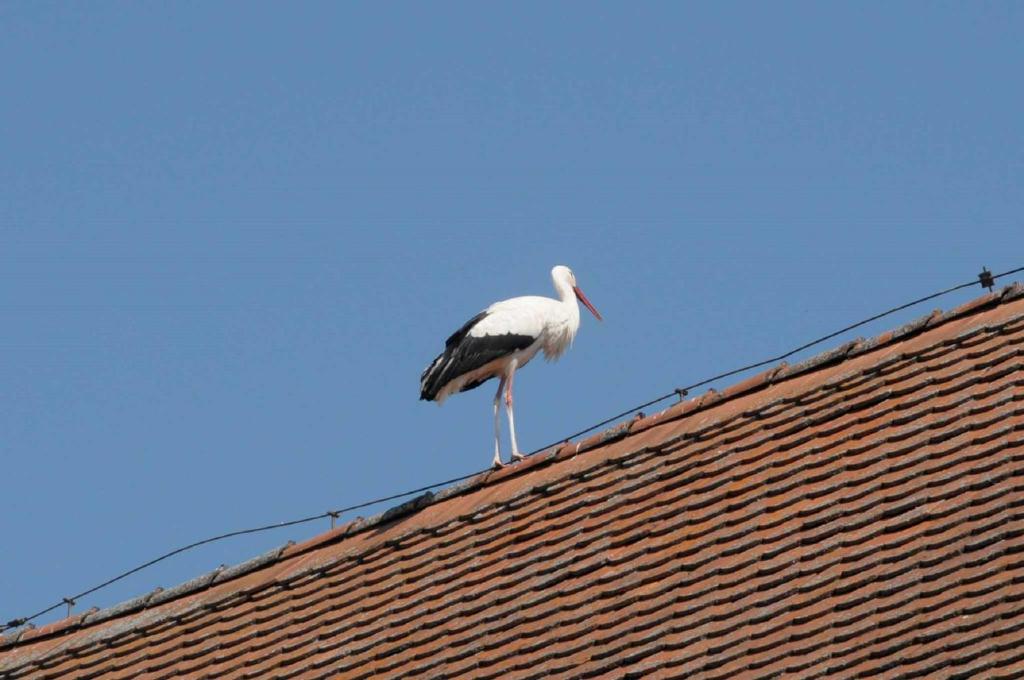 Ferienhof Winkler photo 1
