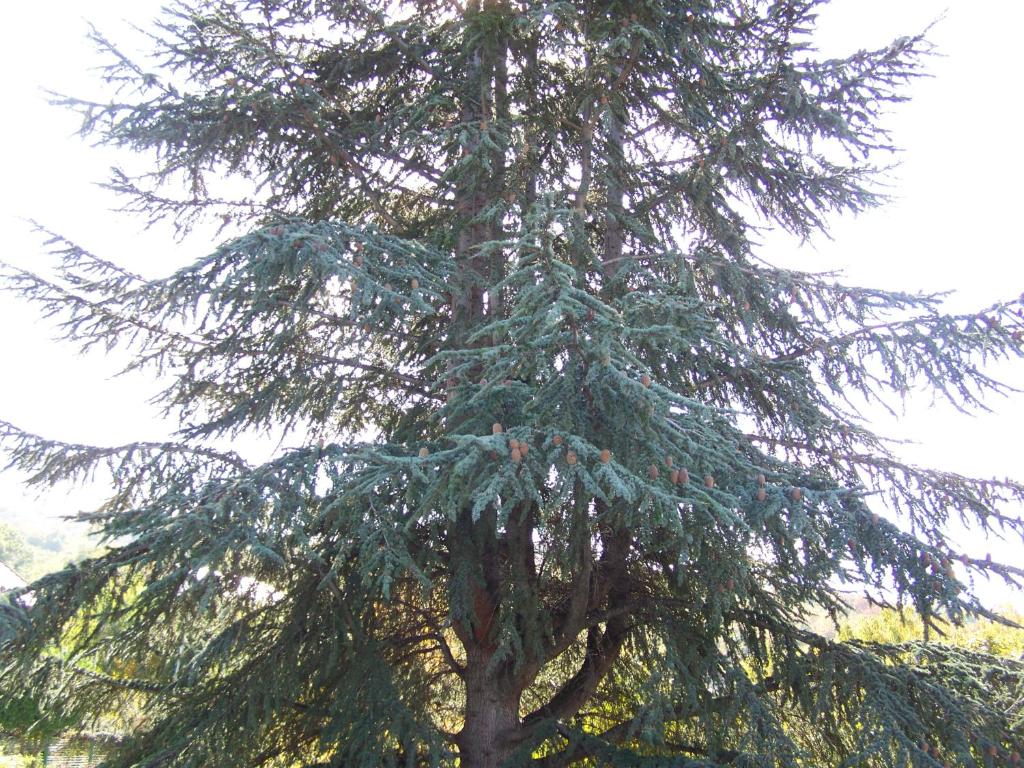 Vila Popovski photo 4