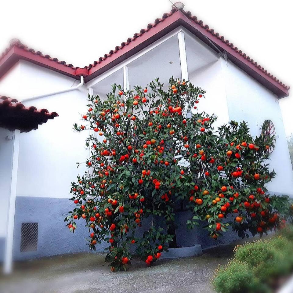 Dimos Bungalows photo 1