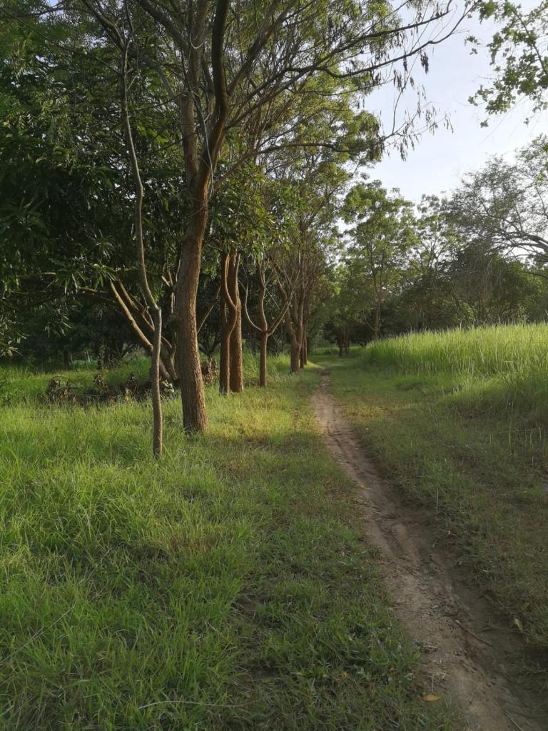 Sahana Retreat photo 4