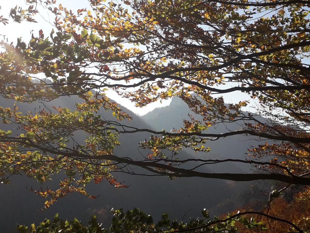 Chata Holica PIENINY photo 2
