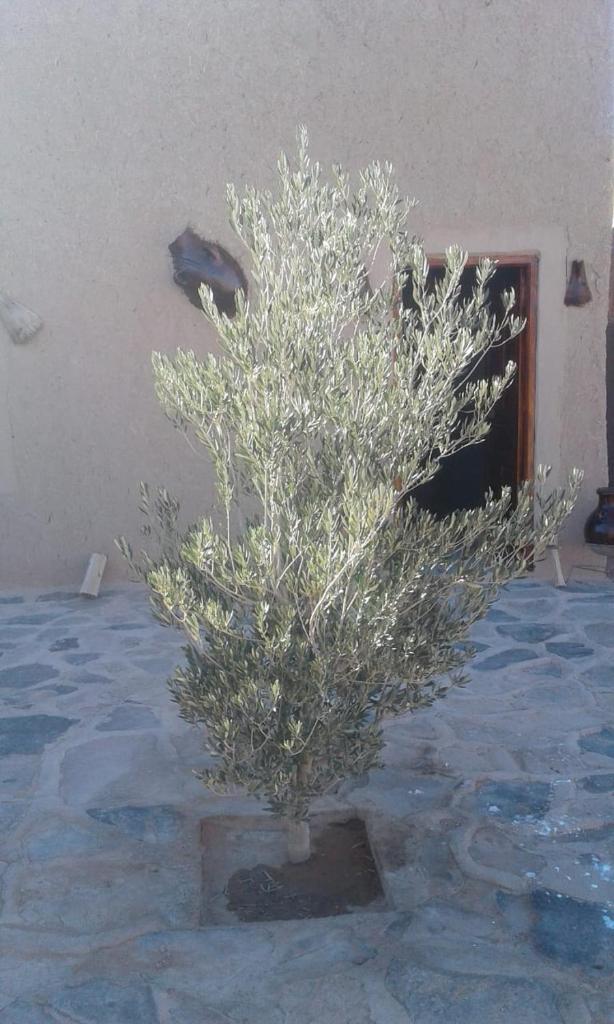 Tazoult Ouzina photo 1