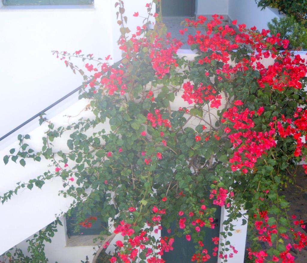 Palemilos Apartments photo 2