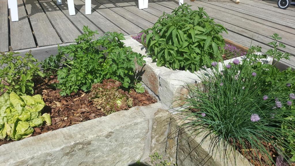 Kuressaare Family and Garden Apartments photo 3