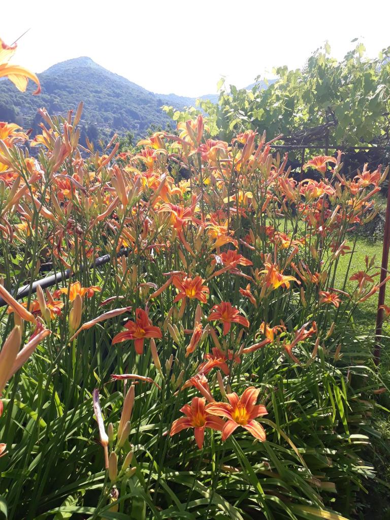Casa delle Rose photo 2