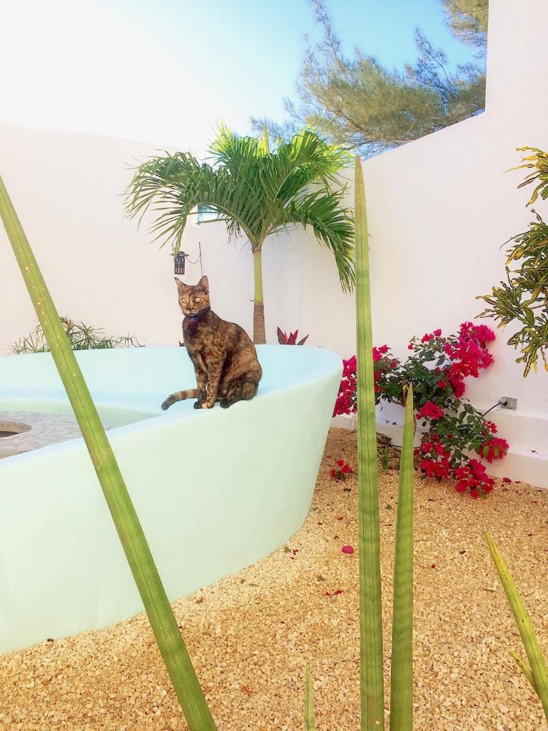 Playa 55 beach escape - adults only Guesthouse photo 2