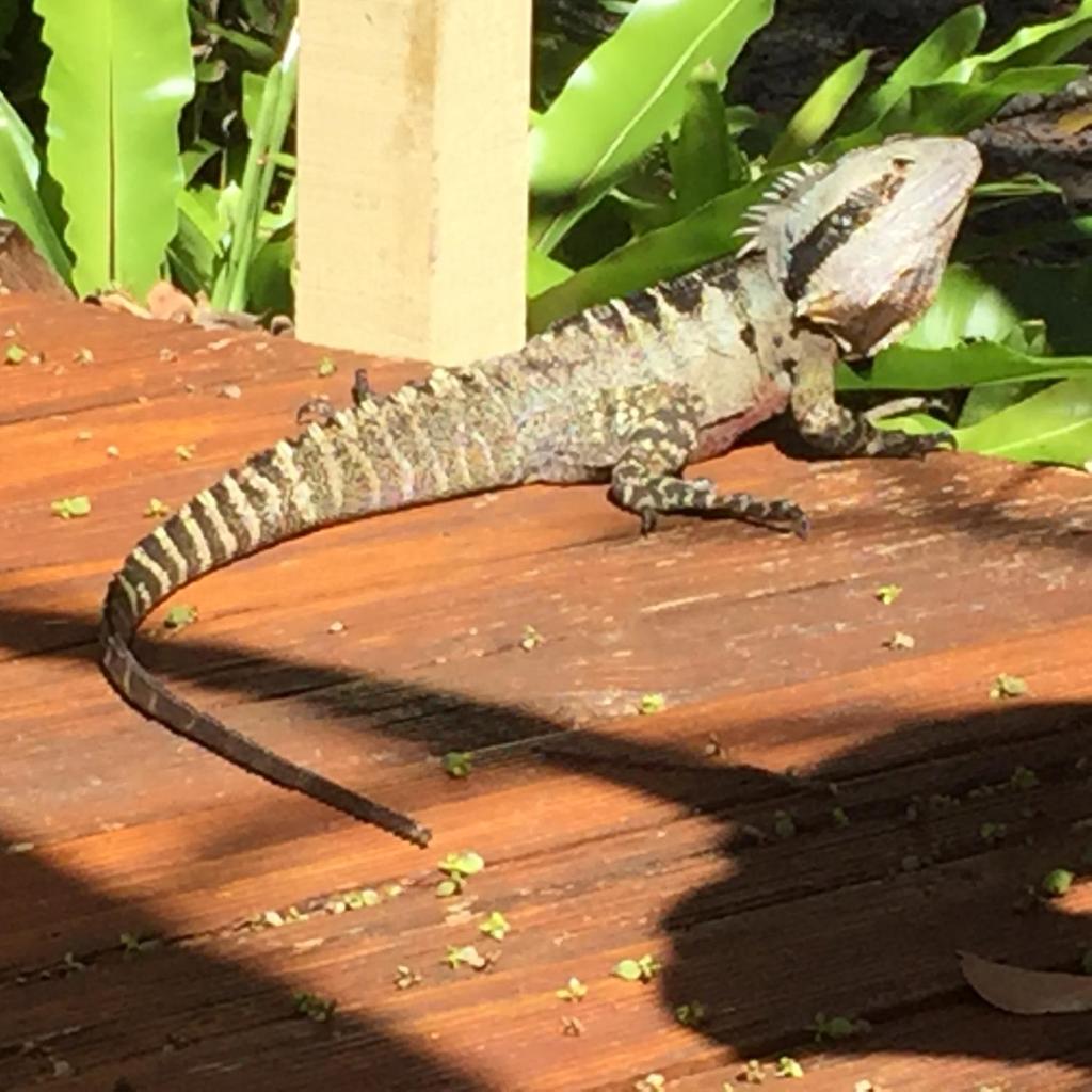 Byron Bay Rainforest Resort photo 4
