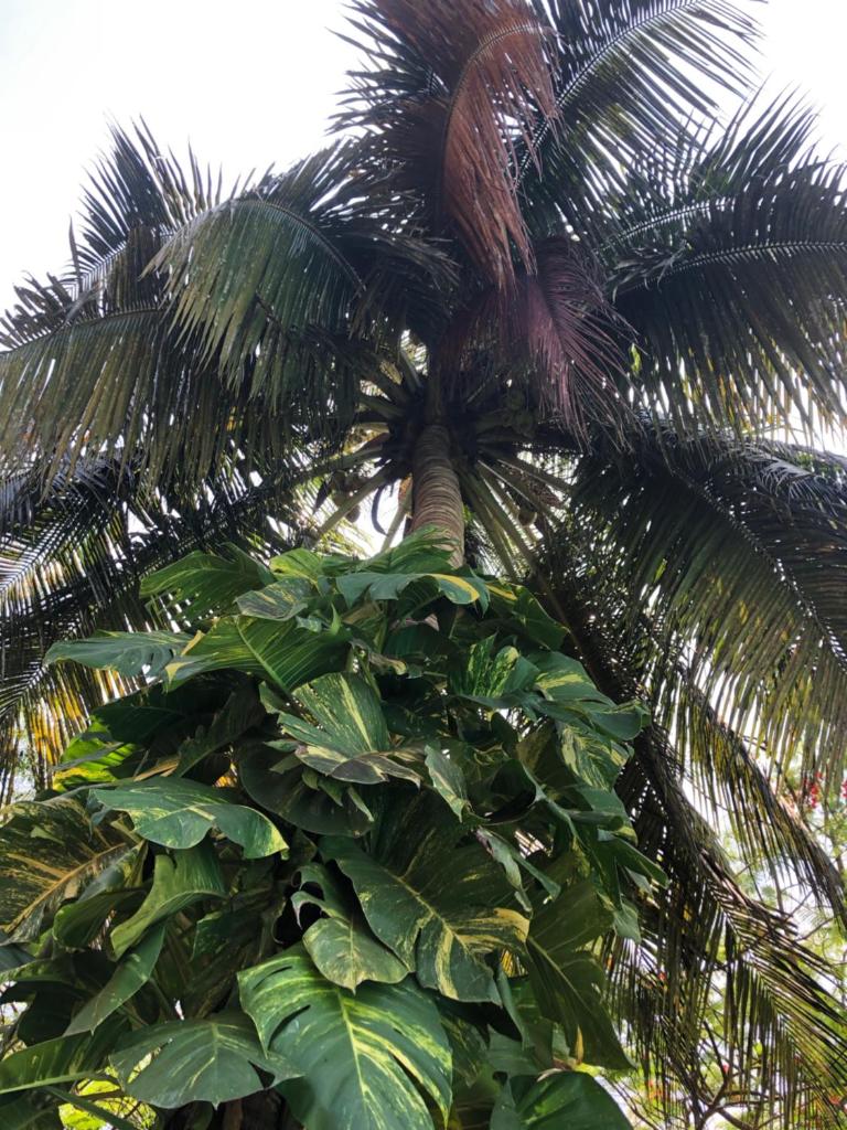 Villa Madinina photo 3