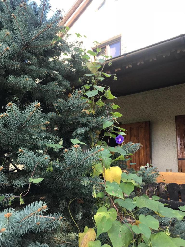 Green Villa photo 2