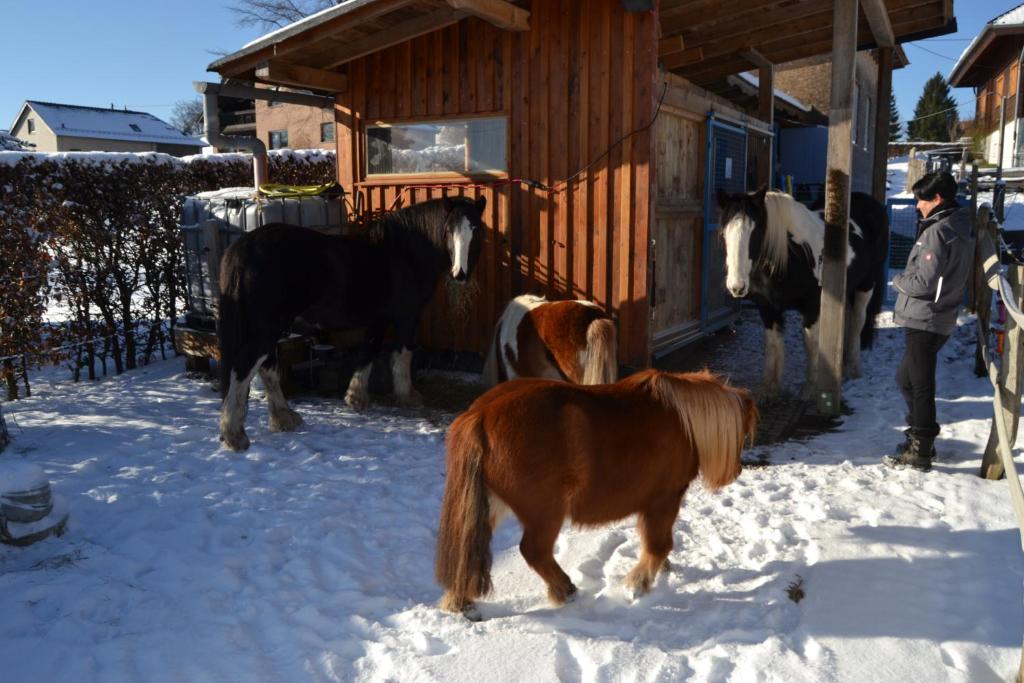 Ferien bei Freunden im Holzhaus photo 3