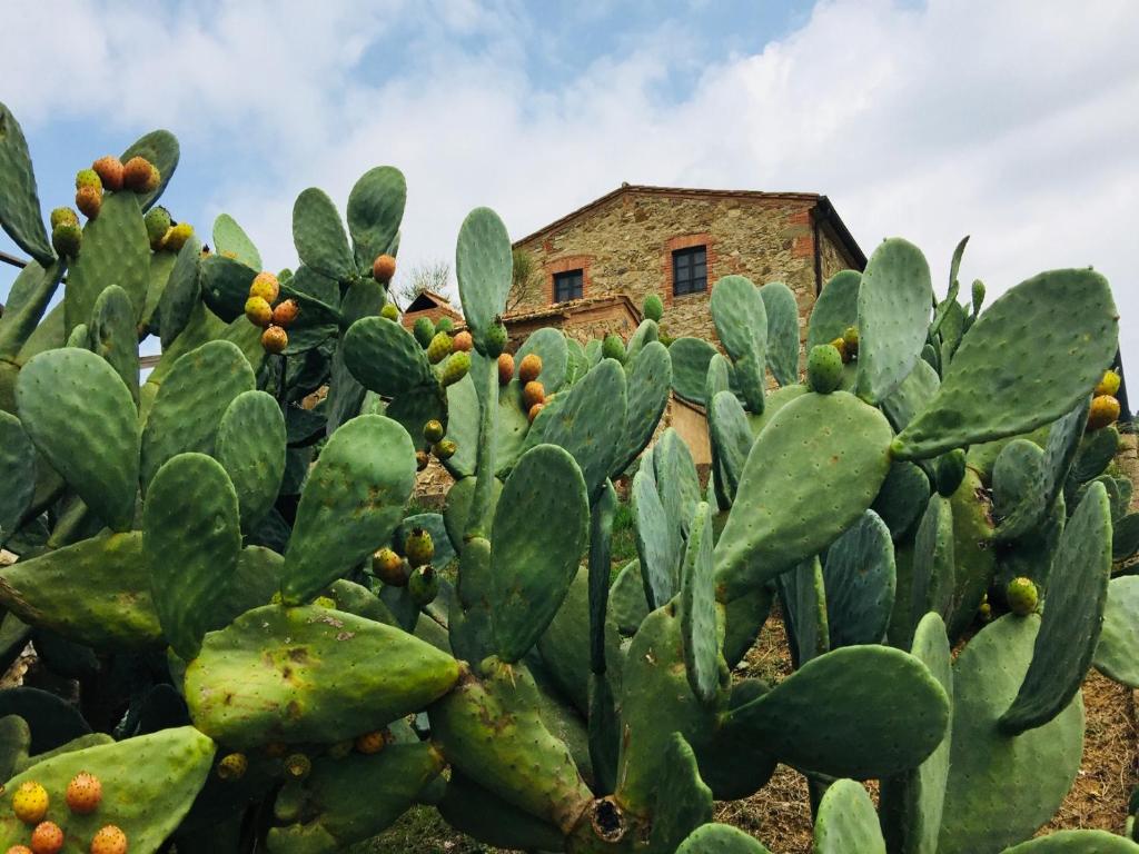 Casetta tre poderi appartamento Cactus photo 4
