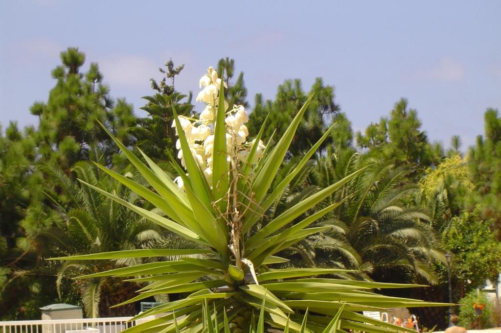 Ikaria village-ground floor apartment No 4 photo 4