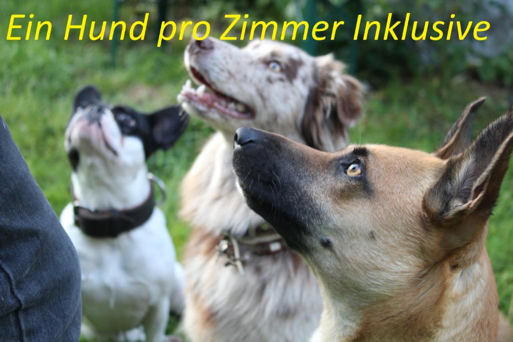 Pension Sonnleit´n - Urlaub mit Hund photo 1