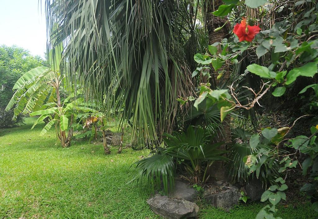 La douce creole photo 2