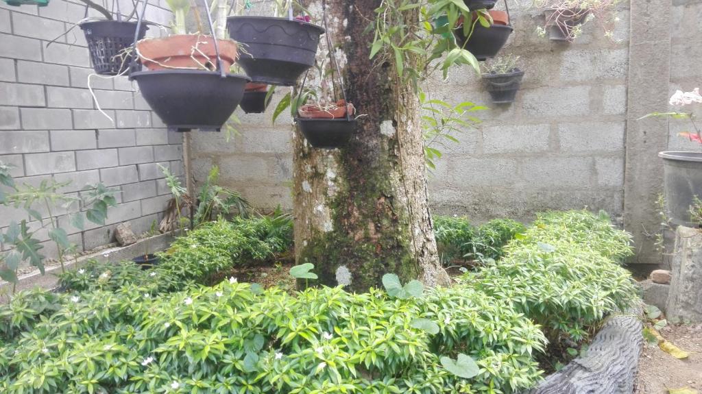 Mango Roots photo 3