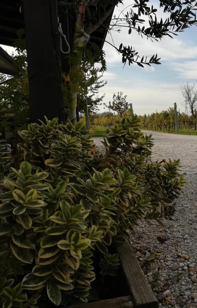 Agriturismo "La di Buiat photo 3