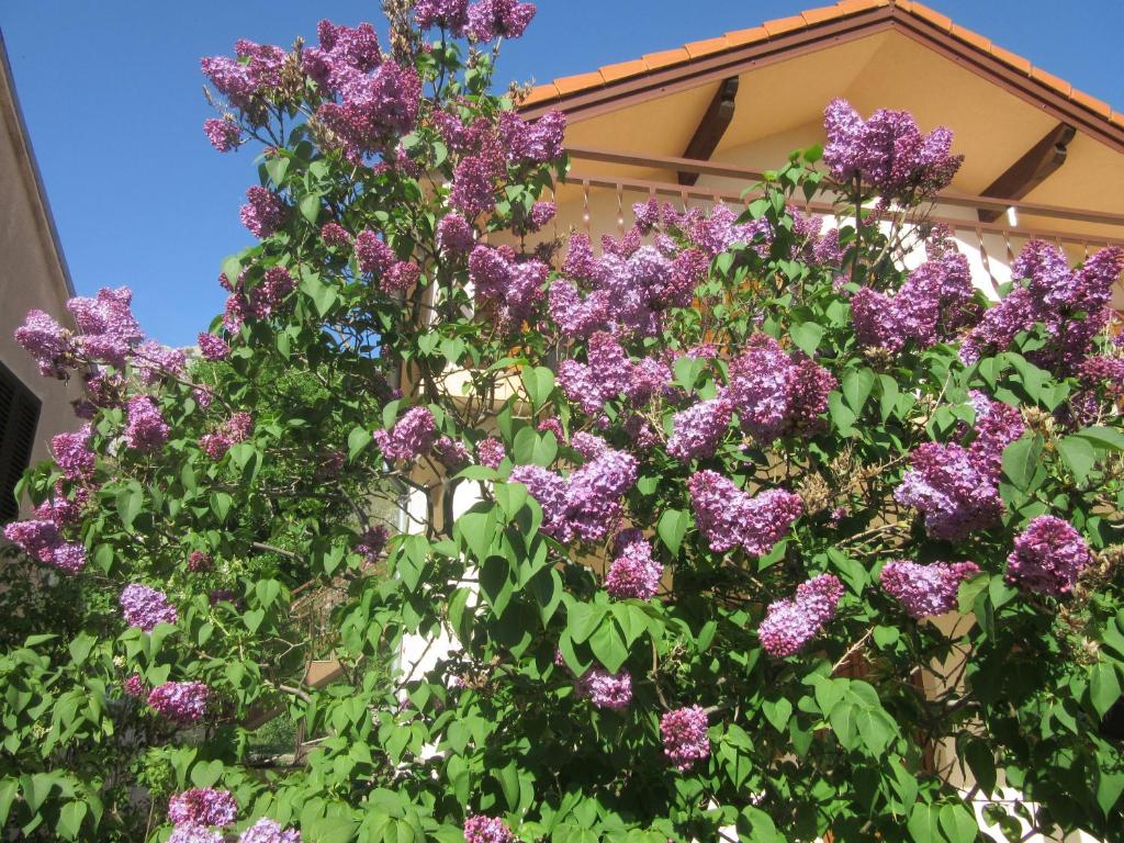 Apartmani Gracijela photo 2