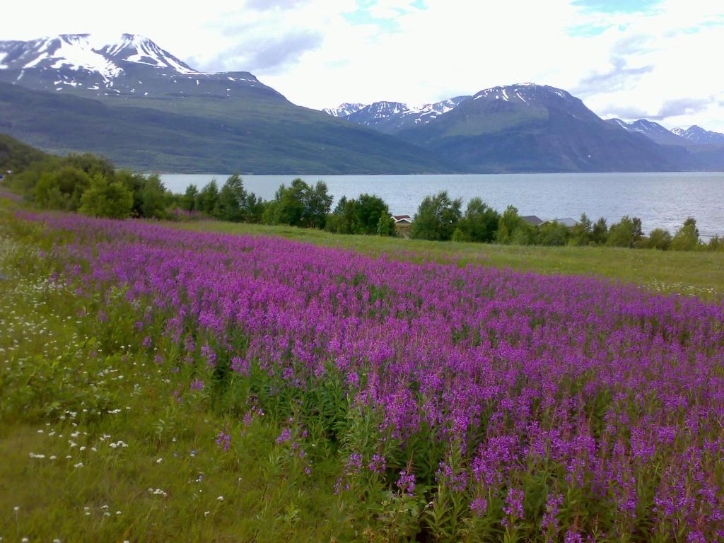 Guesthouse Haltinmaa photo 1