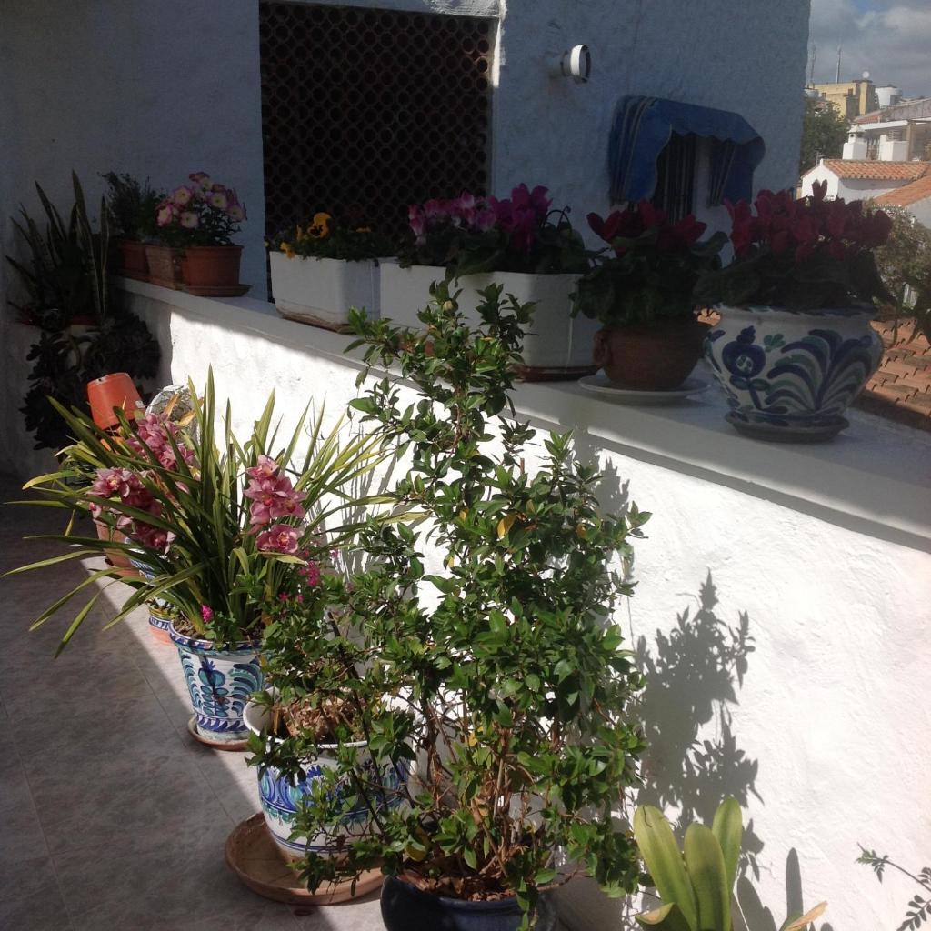 Adelfas Mar photo 3