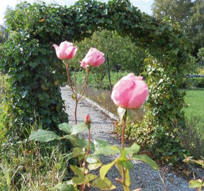 Les Trois Roses photo 3