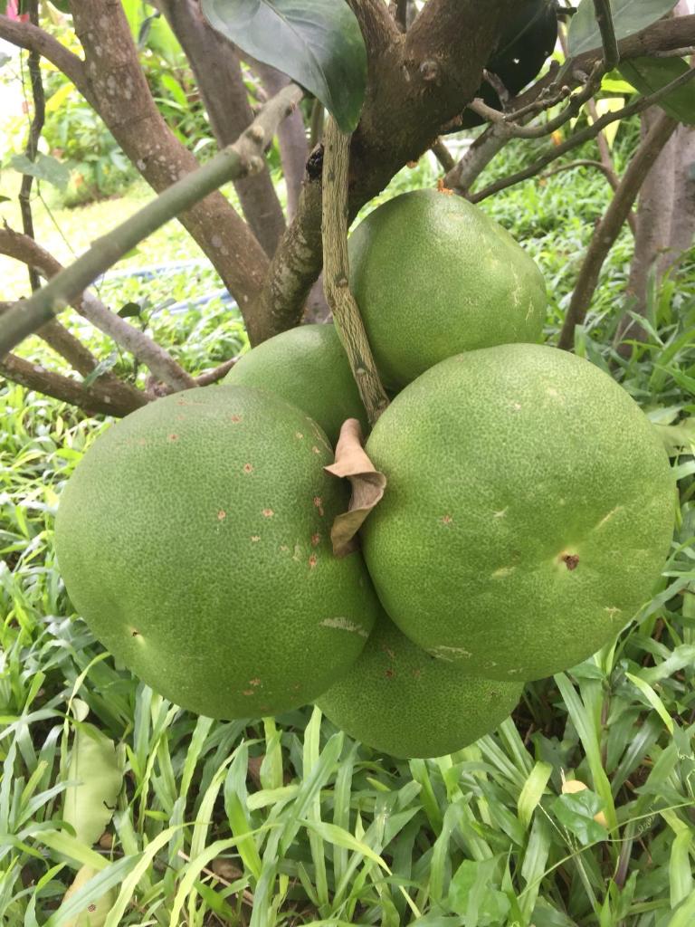 An Bang Golden Beach Villa