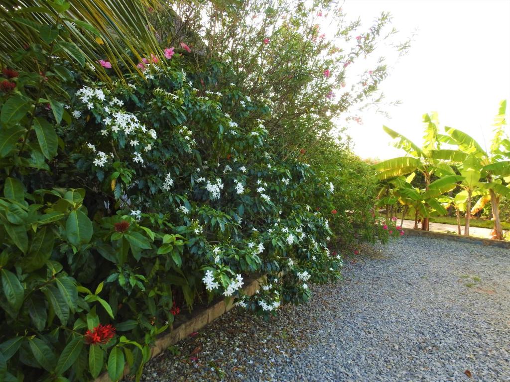 Sheba Cottages - Diani Beach photo 3