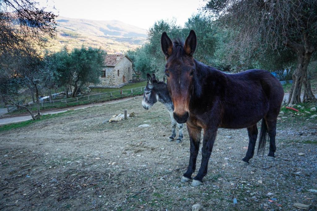 La casina di Giannetto photo 2