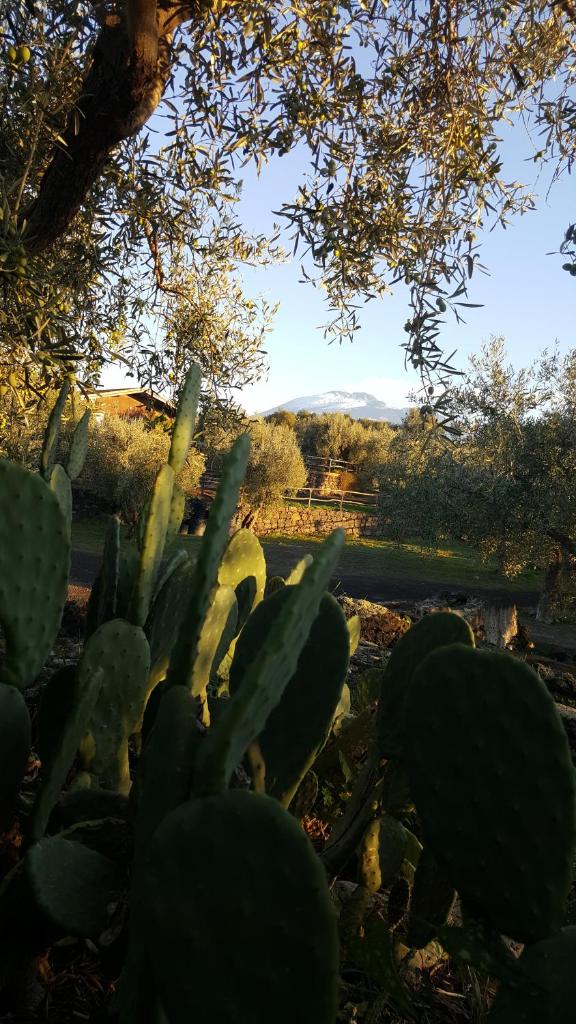 Acquarossabed photo 3
