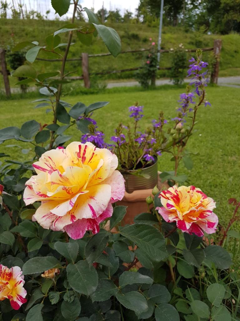 Agriturismo La Selva photo 4