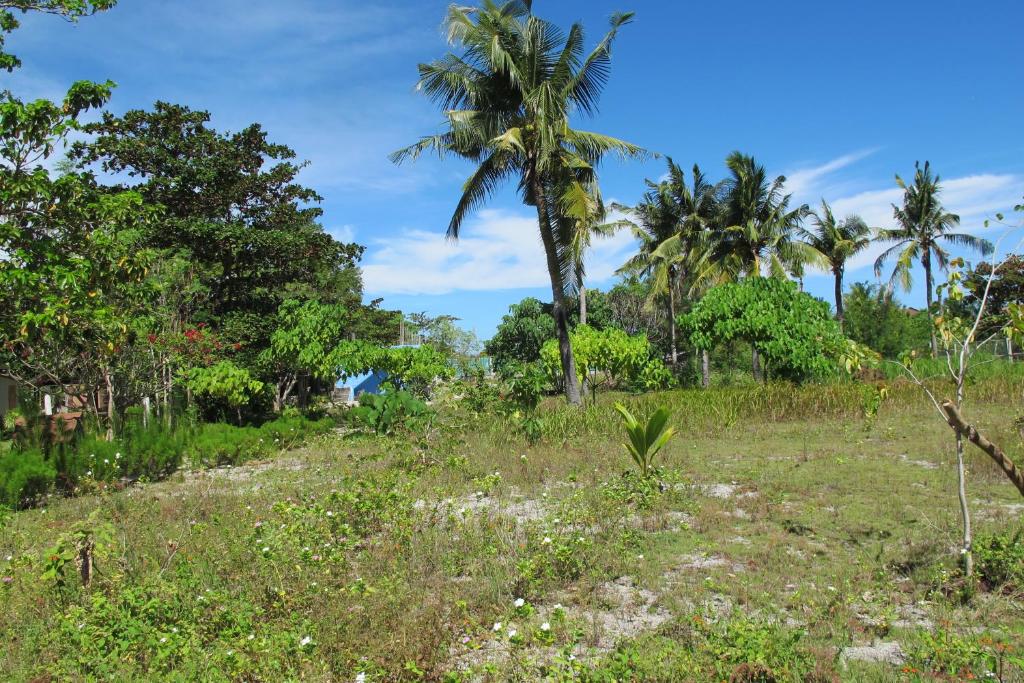 Celtis Resort photo 4