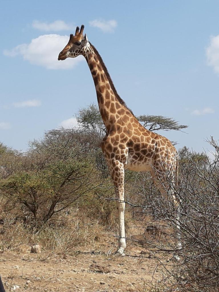 Sandai Resort Lake Baringo photo 2