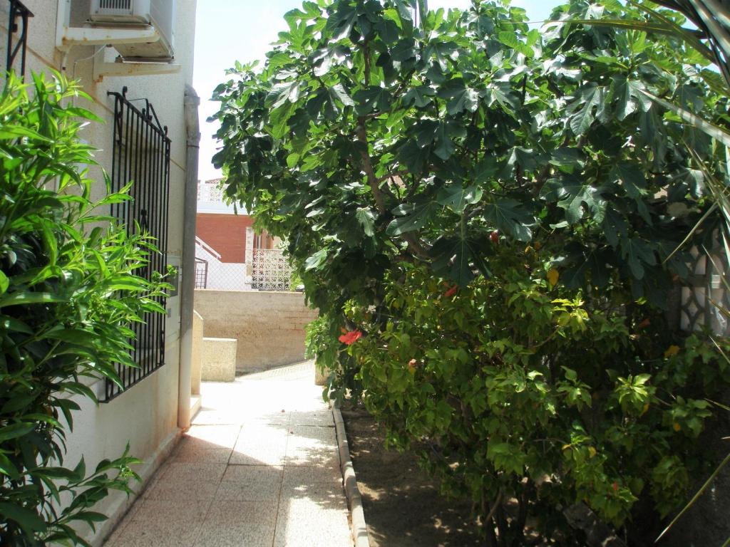 Pitera II photo 3