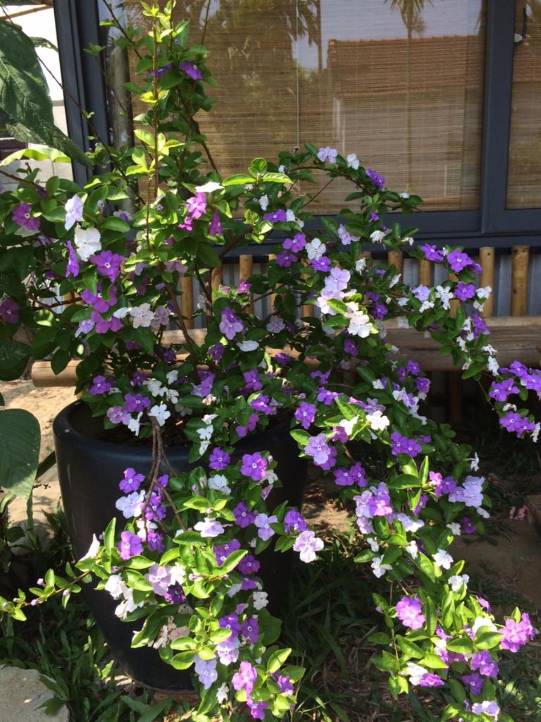 Home Farm Villa Hoi An