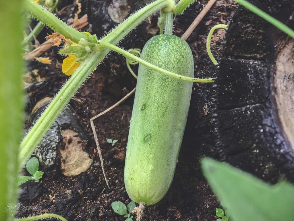 Sapa Hmong Bungalow Homestay