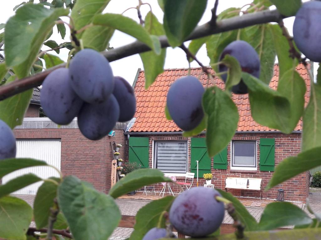 Gemütliches Häuschen im Alten Land photo 2
