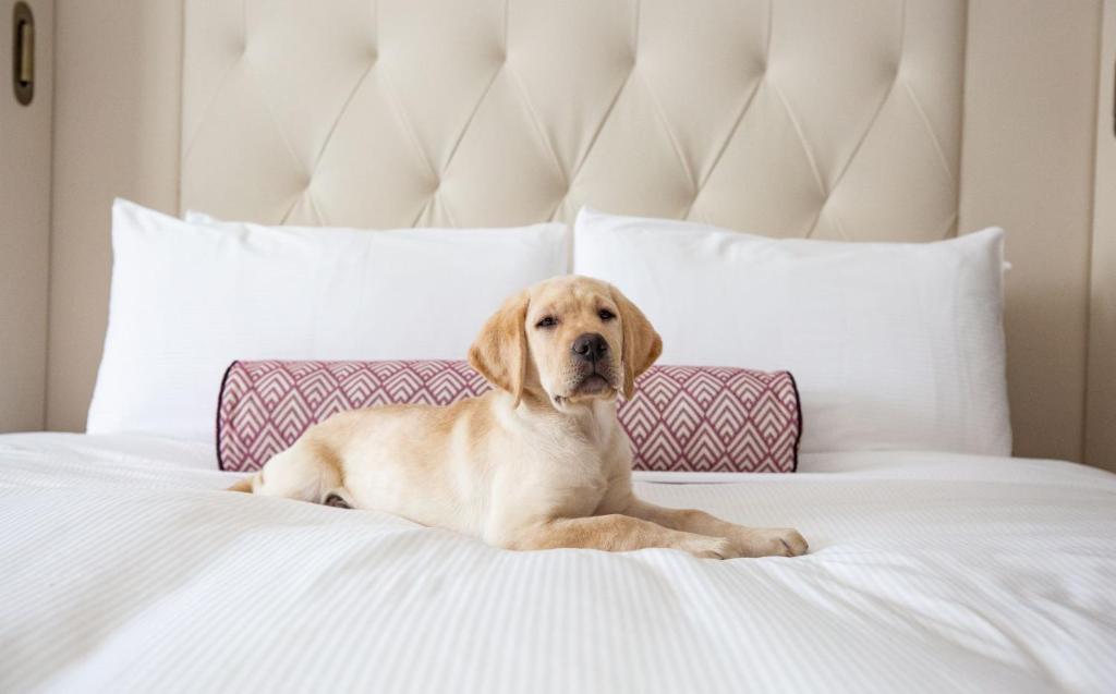 Двухместный (Номер Делюкс с кроватью размера «king-size»), The Fairmont Washington DC